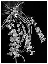 Microcoelia stolzii. A species orchid (black and white)