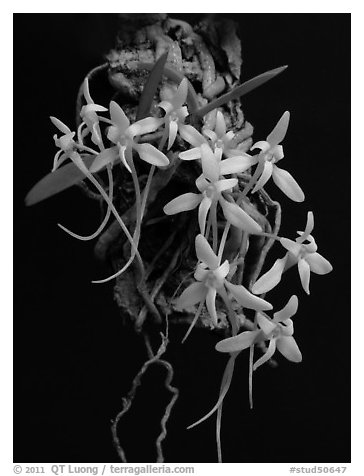 Mystacidium venosum. A species orchid