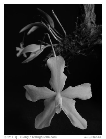 Neocogniauxia monophylla. A species orchid (black and white)