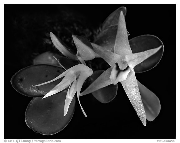 Octomeria estrellensis. A species orchid