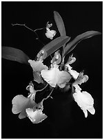 Oncidium concolor. A species orchid ( black and white)