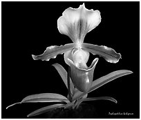 Paphiopedilum barbigerum. A species orchid (black and white)
