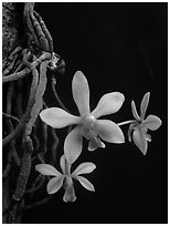 Phalaenopsis hongenensis. A species orchid ( black and white)