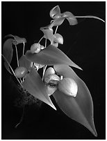 Pleurothallis palliolata. A species orchid ( black and white)