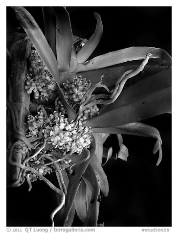 Pomatocalpa brachybotryum. A species orchid (black and white)