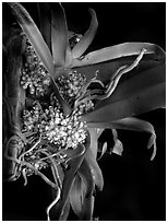 Pomatocalpa brachybotryum. A species orchid ( black and white)