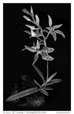 Renanthera monachica. A species orchid (black and white)