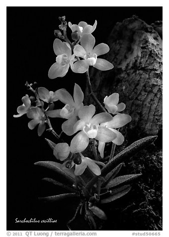 Sarcochilus cecilliae plant. A species orchid (black and white)