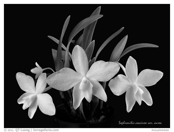 Sophronitis coccinea v. aurea. A species orchid (black and white)