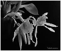 Trichopilia ramonensis. A species orchid ( black and white)