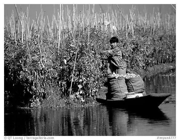 Harvesting apples on the floating gardens. Inle Lake, Myanmar (black and white)