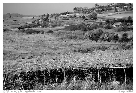 Cultivation. Shan state, Myanmar (black and white)