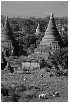 Peasant and ox in field below pagodas. Bagan, Myanmar ( black and white)