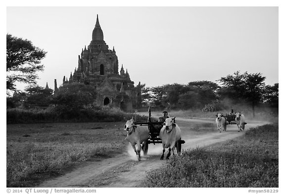 Ox carts and Tayok Pye temple. Bagan, Myanmar (black and white)