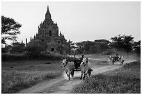 Ox carts and Tayok Pye temple. Bagan, Myanmar ( black and white)