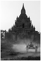 Ox cart riding in front of Tayok Pye temple. Bagan, Myanmar ( black and white)