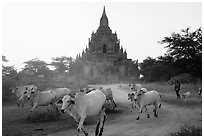 Cattle herd in front of Tayok Pye temple. Bagan, Myanmar ( black and white)