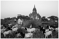Sheep herder in front of temple, Minnanthu village. Bagan, Myanmar ( black and white)