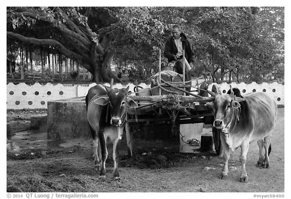 Man refilling tank on ox cart. Pindaya, Myanmar (black and white)