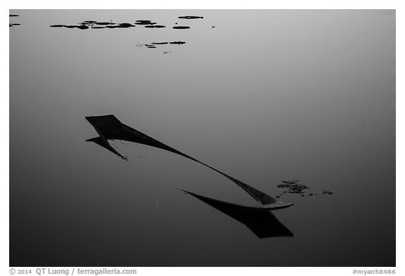 Sunken canoe and aquatic plants in glassy water. Inle Lake, Myanmar (black and white)