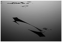 Sunken canoe and aquatic plants in glassy water. Inle Lake, Myanmar ( black and white)
