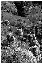 Flower garden in Hmong village. Chiang Mai, Thailand ( black and white)