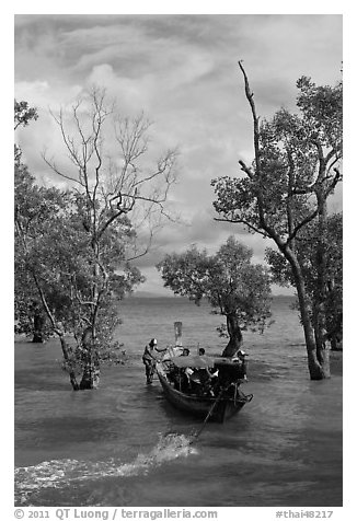 Long tail boat navigating through mangrove trees, Railay. Krabi Province, Thailand (black and white)