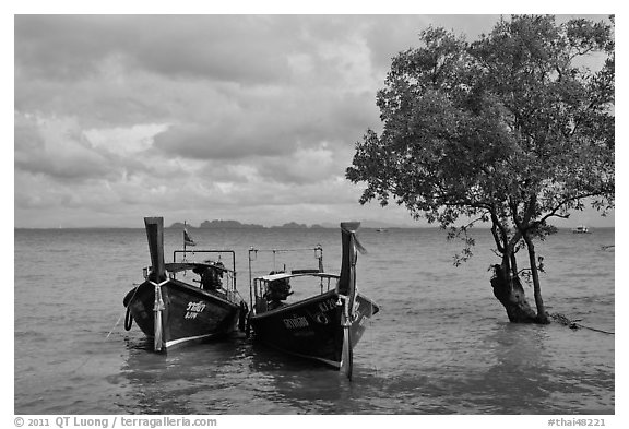 Boats and mangrove tree, Ao Railay East. Krabi Province, Thailand (black and white)