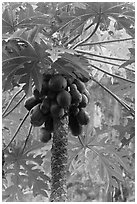 Coconuts cluster, Rai Leh East. Krabi Province, Thailand ( black and white)