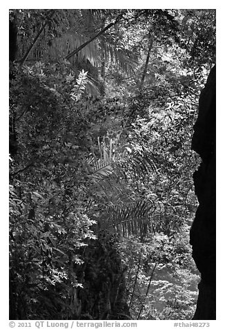 Jungle above Sa Phra Nang, Railay. Krabi Province, Thailand