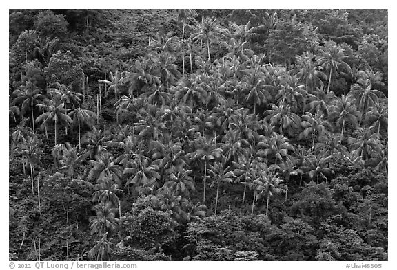 Hillside with tropical vegetation and palm trees, Phi-Phi island. Krabi Province, Thailand (black and white)