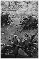 Tombs, islamic burying grounds, Ko Phi-Phi island. Krabi Province, Thailand ( black and white)