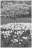 Daffodils and tree in bloom, Saint James Park. London, England, United Kingdom (black and white)