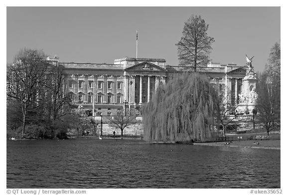 Buckingham Palace and lake, Weeping Willow (salix babylonica),  Saint James Park. London, England, United Kingdom (black and white)