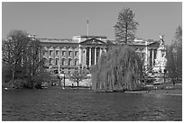 Buckingham Palace and lake, Weeping Willow (salix babylonica),  Saint James Park. London, England, United Kingdom ( black and white)