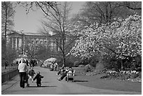 Pathway in Saint James Park in spring with Buckingham Palace in the background. London, England, United Kingdom ( black and white)