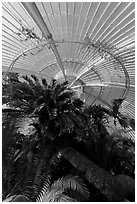 Palm trees and roof in the Palm House. Kew Royal Botanical Gardens,  London, England, United Kingdom (black and white)