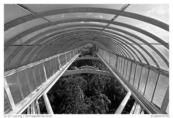 Wrought iron roof of the Palm House. Kew Royal Botanical Gardens,  London, England, United Kingdom