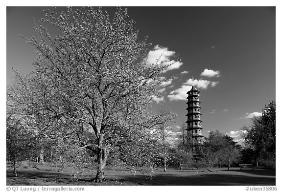 Great Pagoda and tree in bloom. Kew Royal Botanical Gardens,  London, England, United Kingdom (black and white)