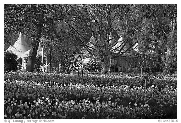 Flower bed and White Peaks. Kew Royal Botanical Gardens,  London, England, United Kingdom (black and white)