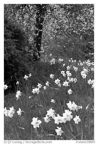 Daffodills and tree in bloom, Greenwich Park. Greenwich, London, England, United Kingdom (black and white)
