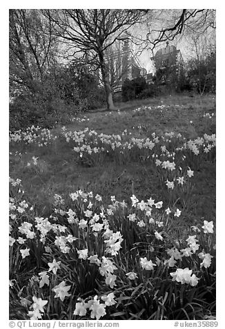 Daffodils on hillside,  Royal Observatory. Greenwich, London, England, United Kingdom (black and white)