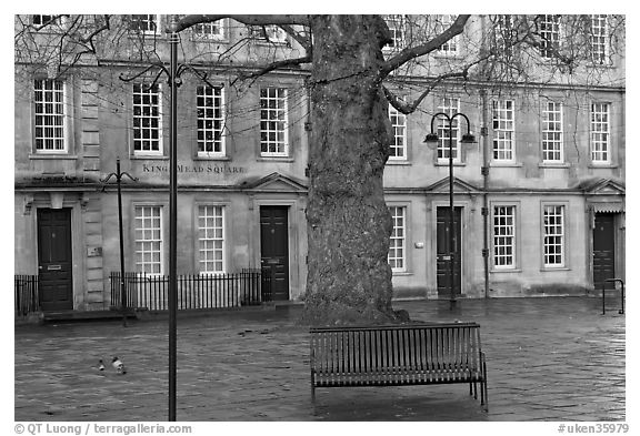 Blue metal bench and tree, Kingsmead Square. Bath, Somerset, England, United Kingdom (black and white)