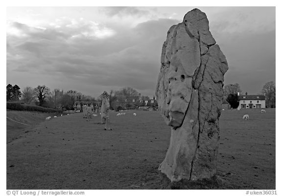 Circle of standing stones in pasture, Avebury, Wiltshire. England, United Kingdom (black and white)