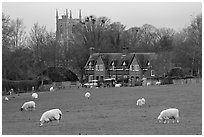 Sheep in pasture, village houses and church, Avebury, Wiltshire. Wiltshire, England, United Kingdom ( black and white)