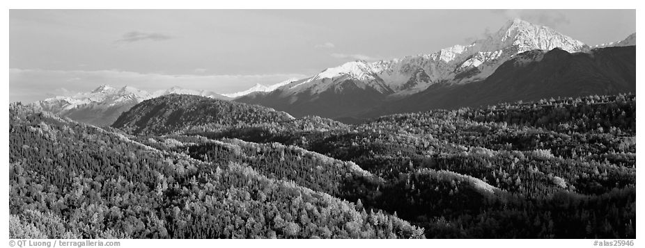 Fall mountain landscape with aspens and snowy peaks. Alaska, USA (black and white)