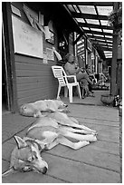 Dogs laying on porch of lodge. McCarthy, Alaska, USA ( black and white)
