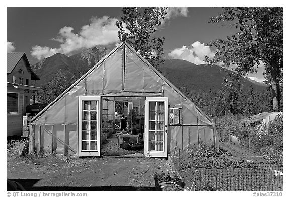 Greenhouse and vegetable garden. McCarthy, Alaska, USA