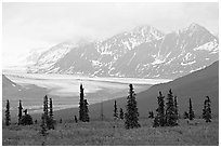 Spruce trees,  glacier and Chugatch mountains in background. Alaska, USA ( black and white)