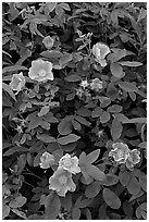 Wild Roses close-up. Alaska, USA (black and white)